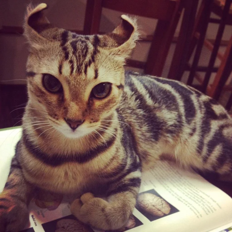 Amazing Anomalies: Rare Genetic Anomalies that Make Pets Remarkably Beautiful