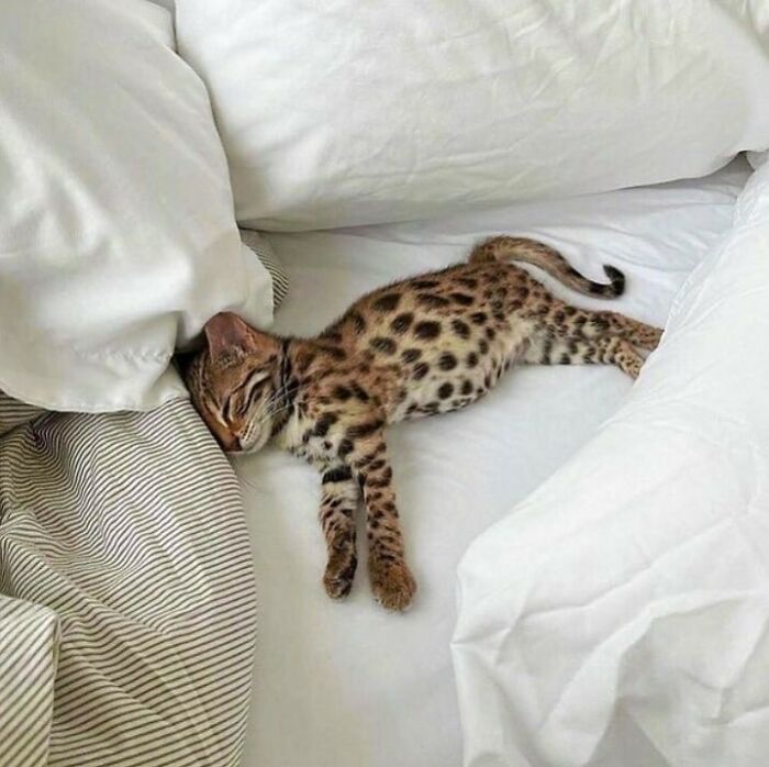 These Animals Are Living Their Best Lives, and It&#8217;s Adorable!