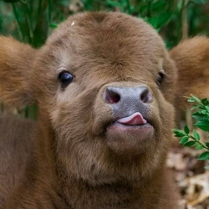 These Animals Are Living Their Best Lives, and It&#8217;s Adorable!