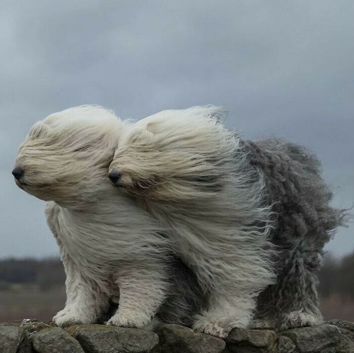 These Animals Are Living Their Best Lives, and It&#8217;s Adorable!