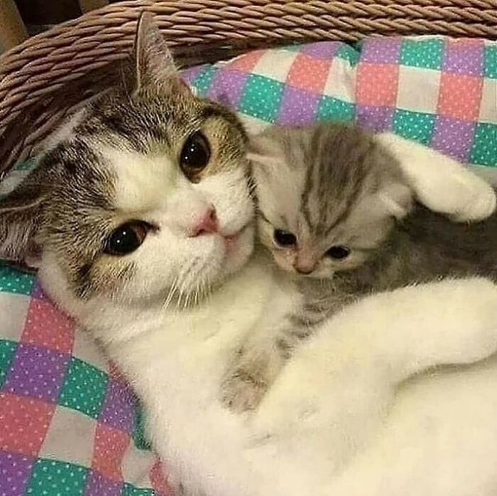 These Animals Are Living Their Best Lives, and It&#8217;s Adorable!