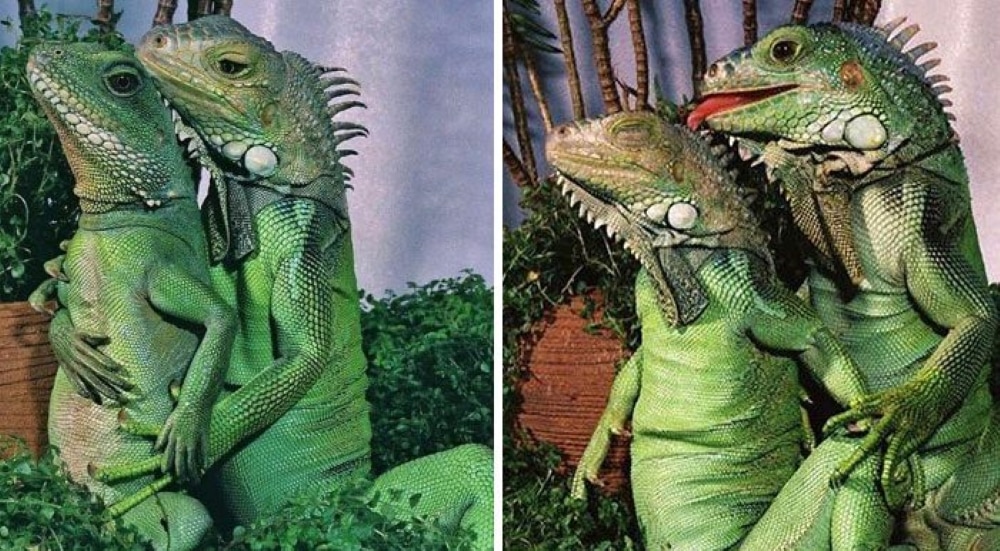 These Animals Are Living Their Best Lives, and It&#8217;s Adorable!