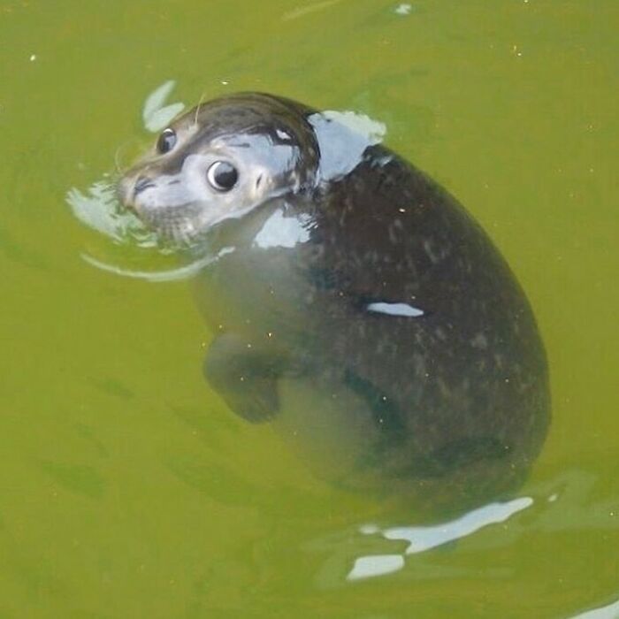 These Animals Are Living Their Best Lives, and It&#8217;s Adorable!