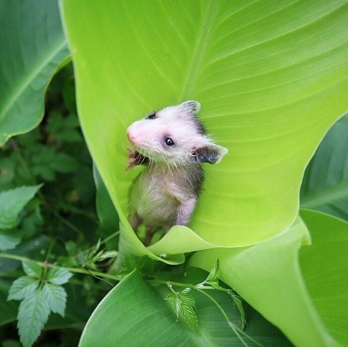 These Animals Are Living Their Best Lives, and It&#8217;s Adorable!