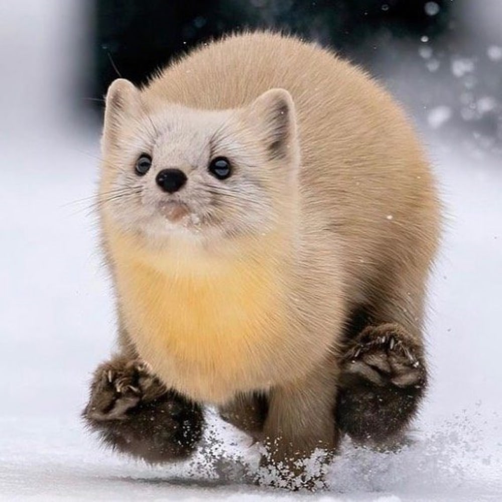 These Animals Are Living Their Best Lives, and It&#8217;s Adorable!