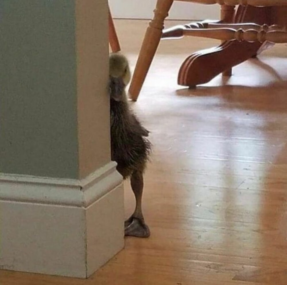 These Animals Are Living Their Best Lives, and It&#8217;s Adorable!